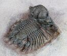 Detailed, Acanthopyge (Lobopyge) Trilobite - Nicely Prepared #58730-4